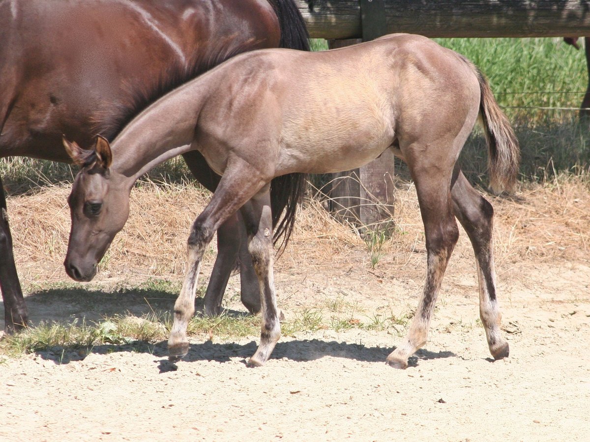 American Quarter Horse Stallone Puledri
 (05/2024) 155 cm Grullo in Düsseldorf