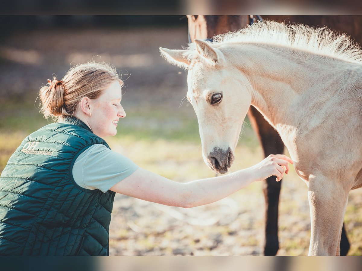 American Quarter Horse Stallone Puledri (05/2025) 163 cm Palomino in Rheine American Quarter Horse Stallone Puledri (05/2025) 163 cm Palomino in Rheine