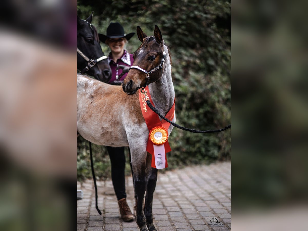 American Quarter Horse Stallone Puledri (04/2025) Baio roano in Alt Duvenstedt