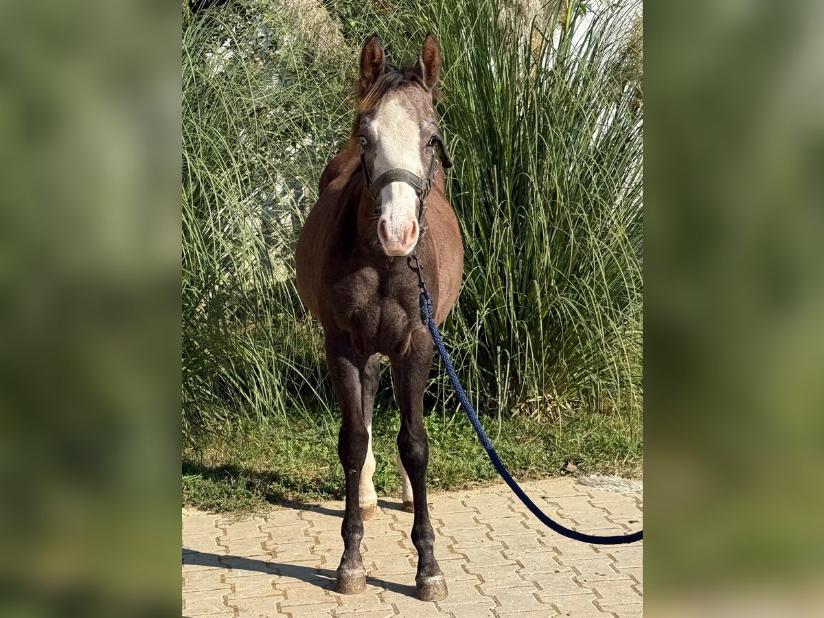 American Quarter Horse Stallone Puledri (03/2025) Grigio in 8272 zdole American Quarter Horse Stallone Puledri (03/2025) Grigio in 8272 zdole