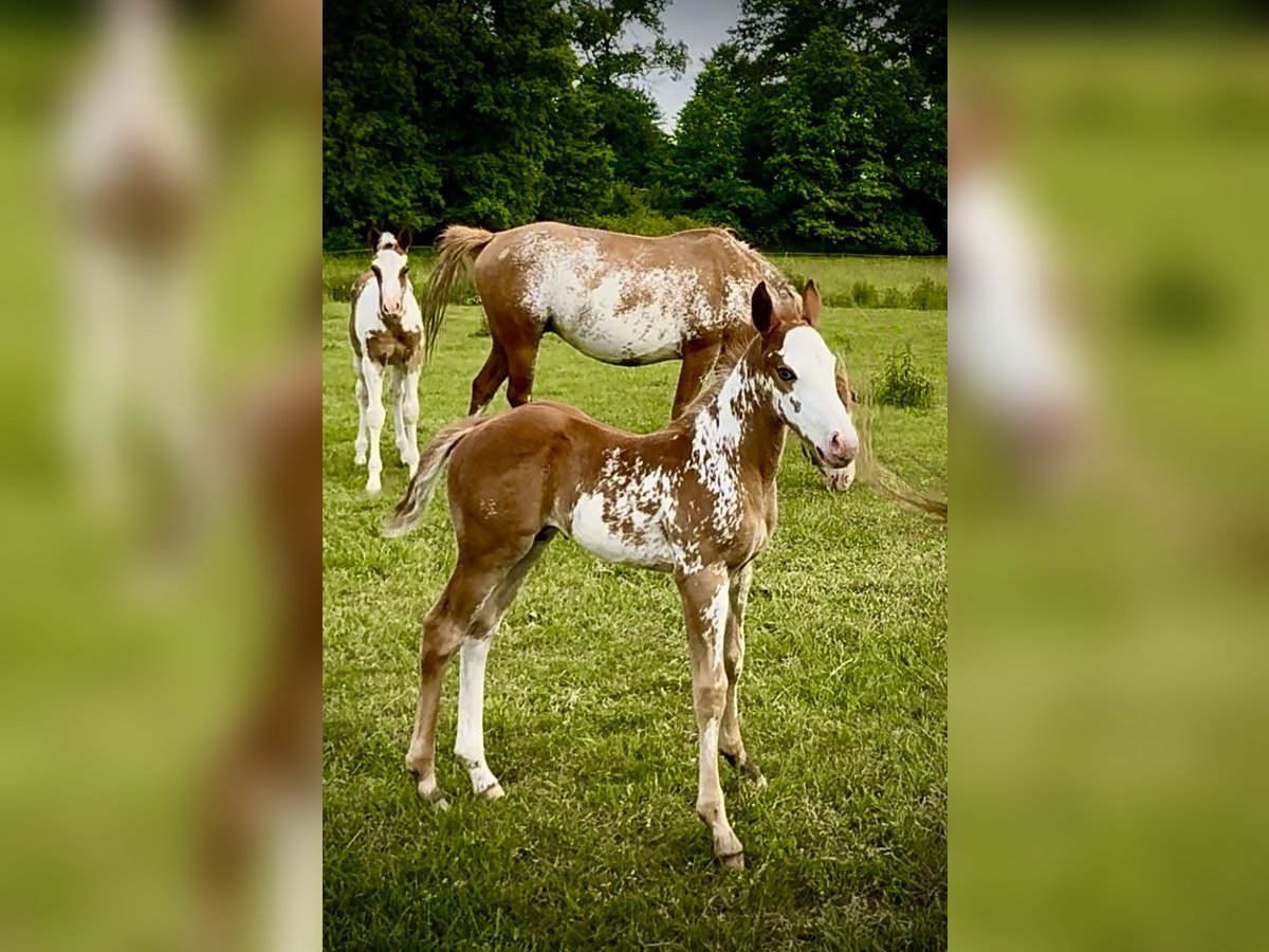 American Quarter Horse Stallone Puledri (05/2025) Overo-tutti i colori in Zabrze