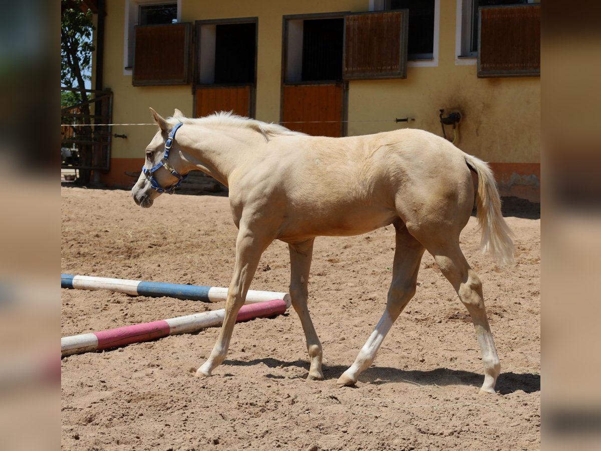 American Quarter Horse Stallone  Palomino in Schlammersdorf