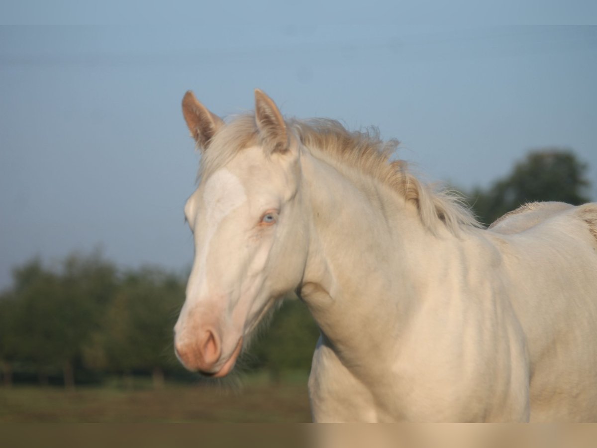 American Quarter Horse Stallone Puledri (01/2025) Pearl in Haigerloch American Quarter Horse Stallone Puledri (01/2025) Pearl in Haigerloch