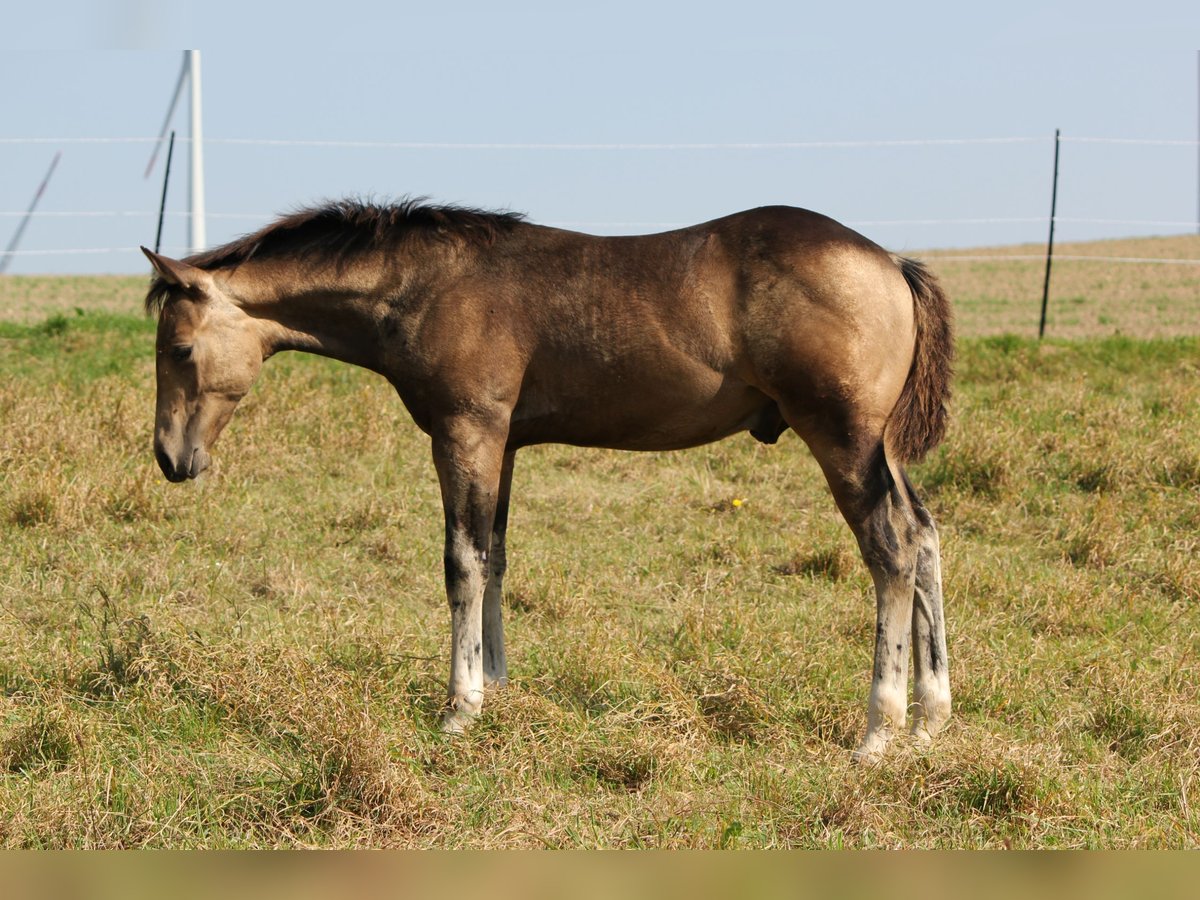 American Quarter Horse Stallone Puledri (05/2024) Pelle di daino in Beltheim