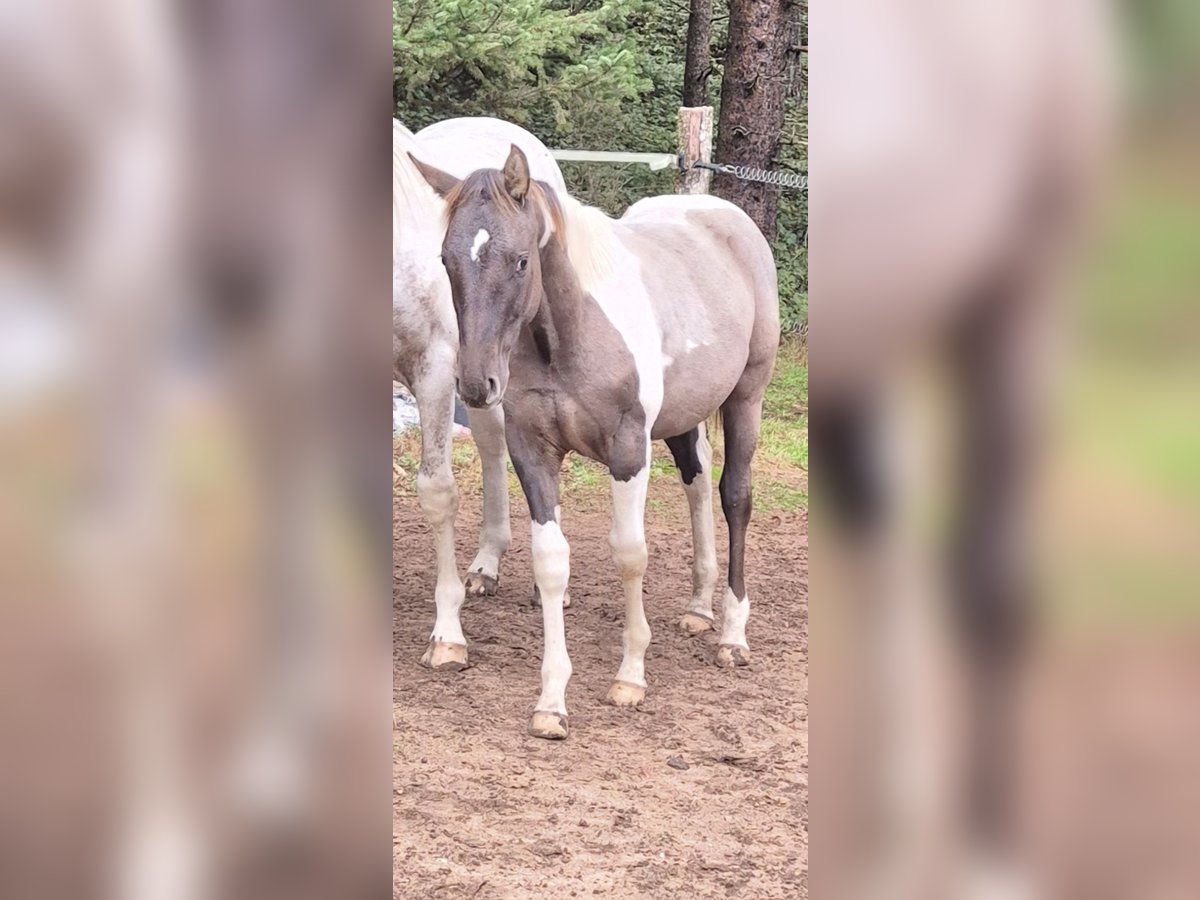 American Quarter Horse Mix Stallone Puledri (01/2025) Pezzato in Heltersberg