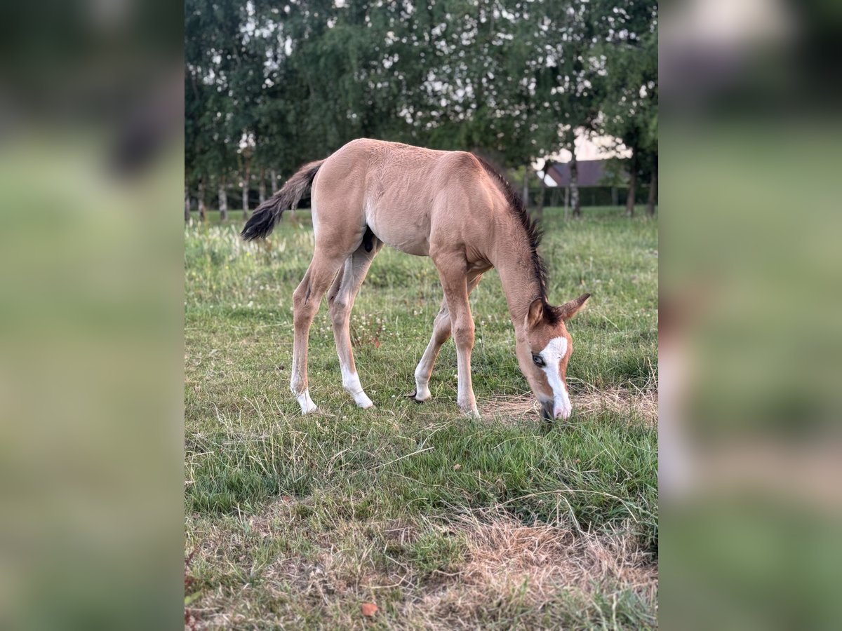 American Quarter Horse Stallone Puledri (06/2025) in Lint