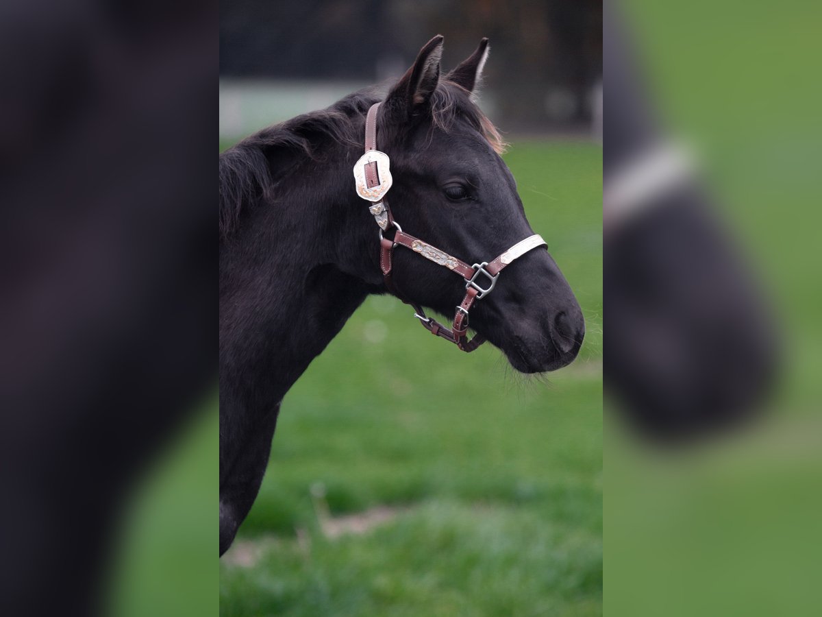 American Quarter Horse Stallone Puledri (05/2025) Roano blu in Bassum