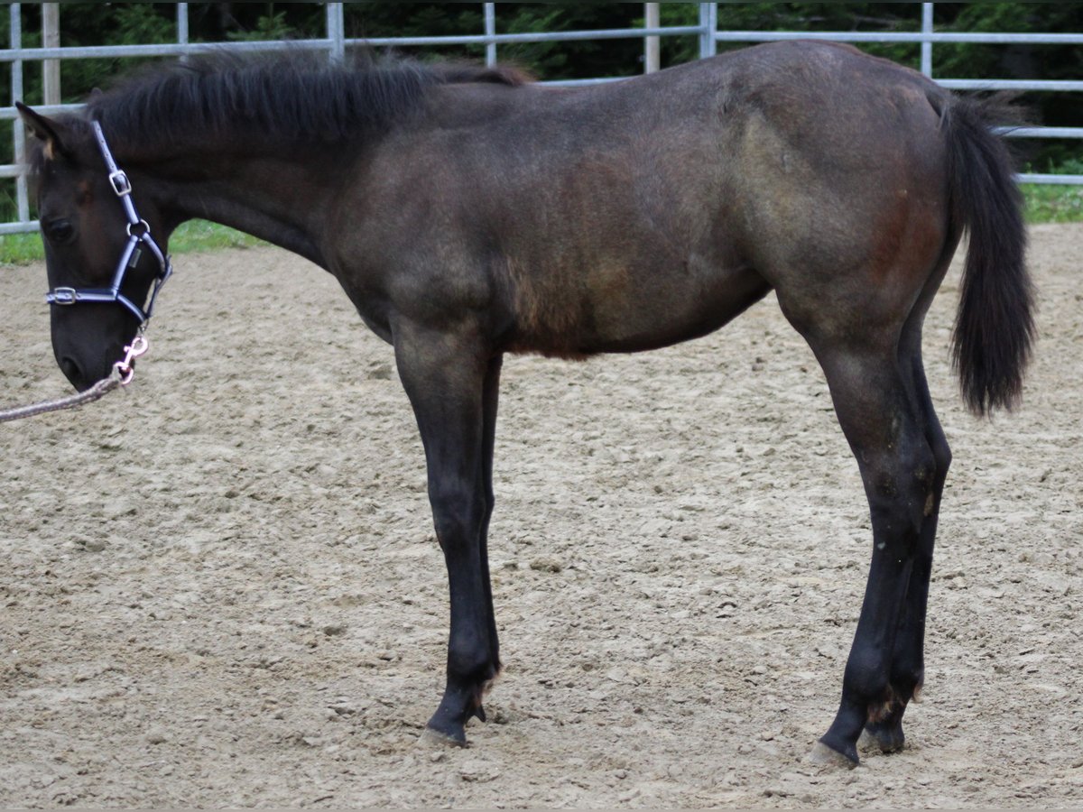 American Quarter Horse Stallone Puledri (03/2024) Roano blu in Escholzmatt