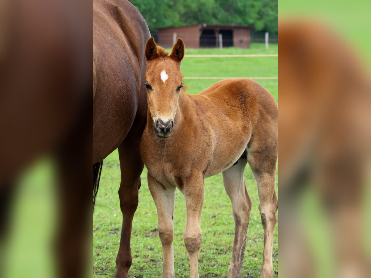 American Quarter Horse Stallone  Sauro ciliegia in Iszkaszentgyörgy