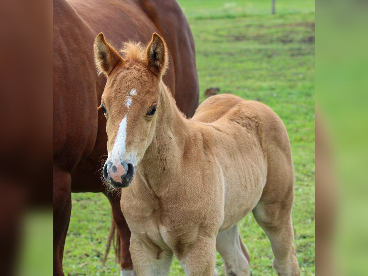 American Quarter Horse Stallone  Sauro ciliegia in Iszkaszentgyörgy
