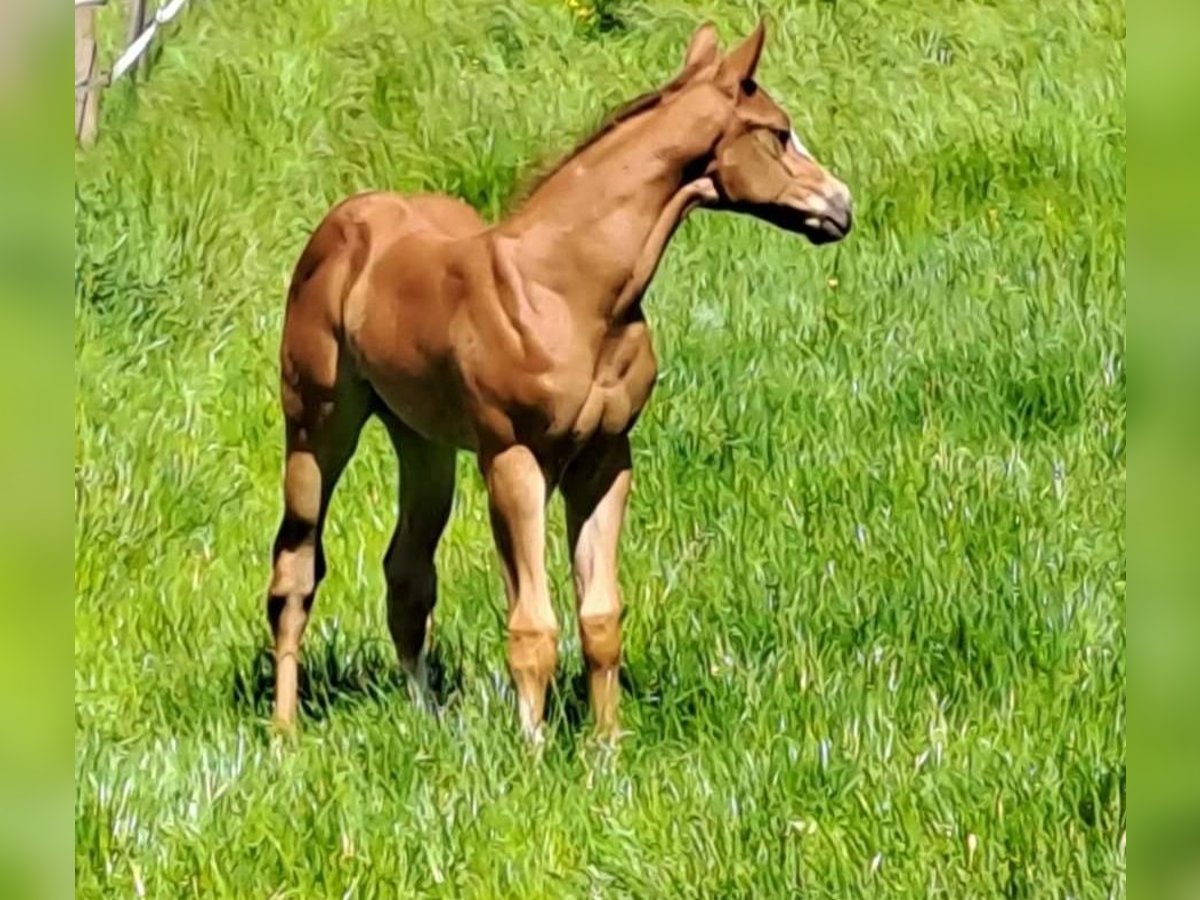 American Quarter Horse Stallone Puledri
 (04/2024) Sauro in Gerabronn