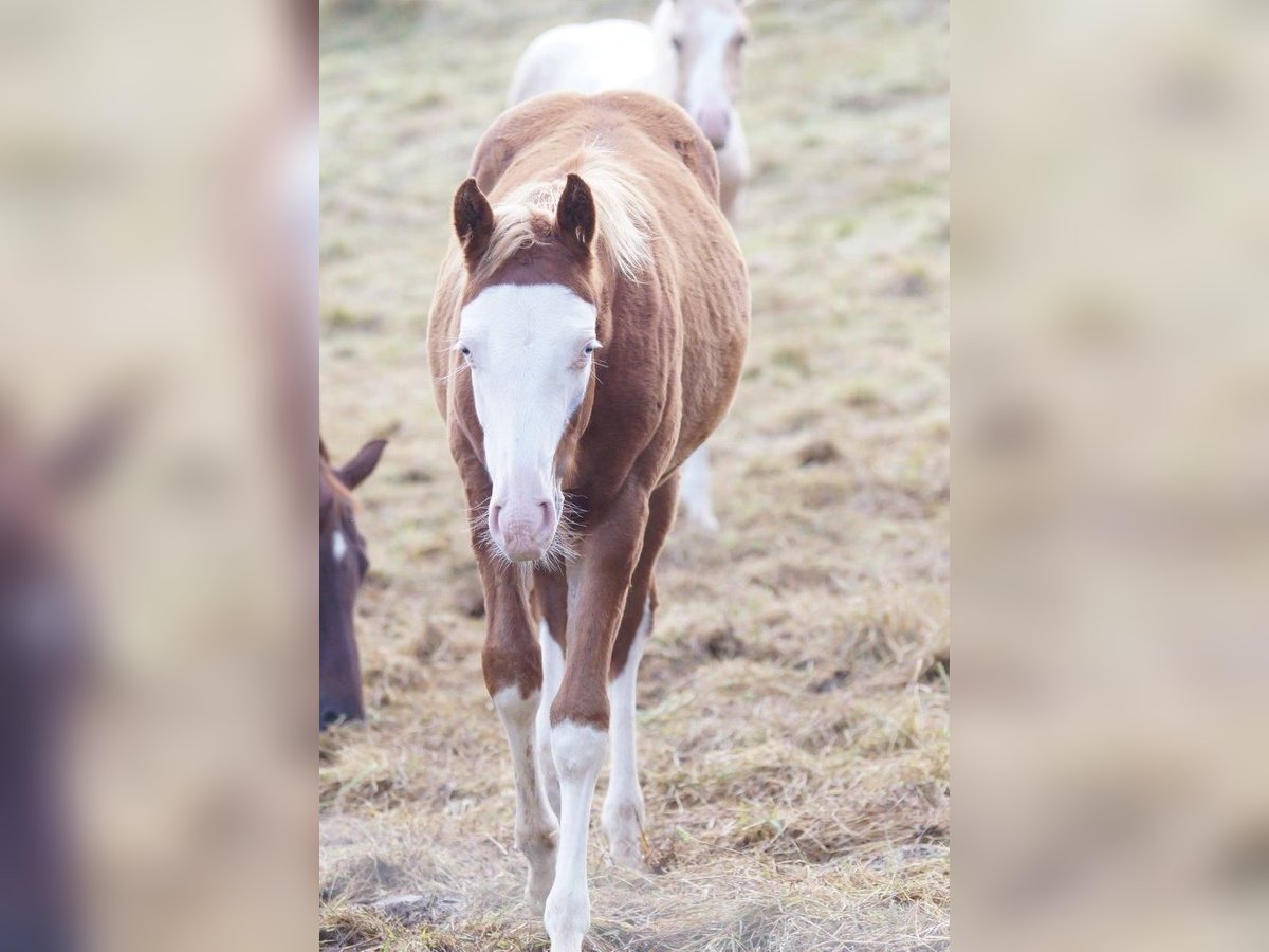 American Quarter Horse Stallone Puledri (04/2024) Sauro in Weinähr