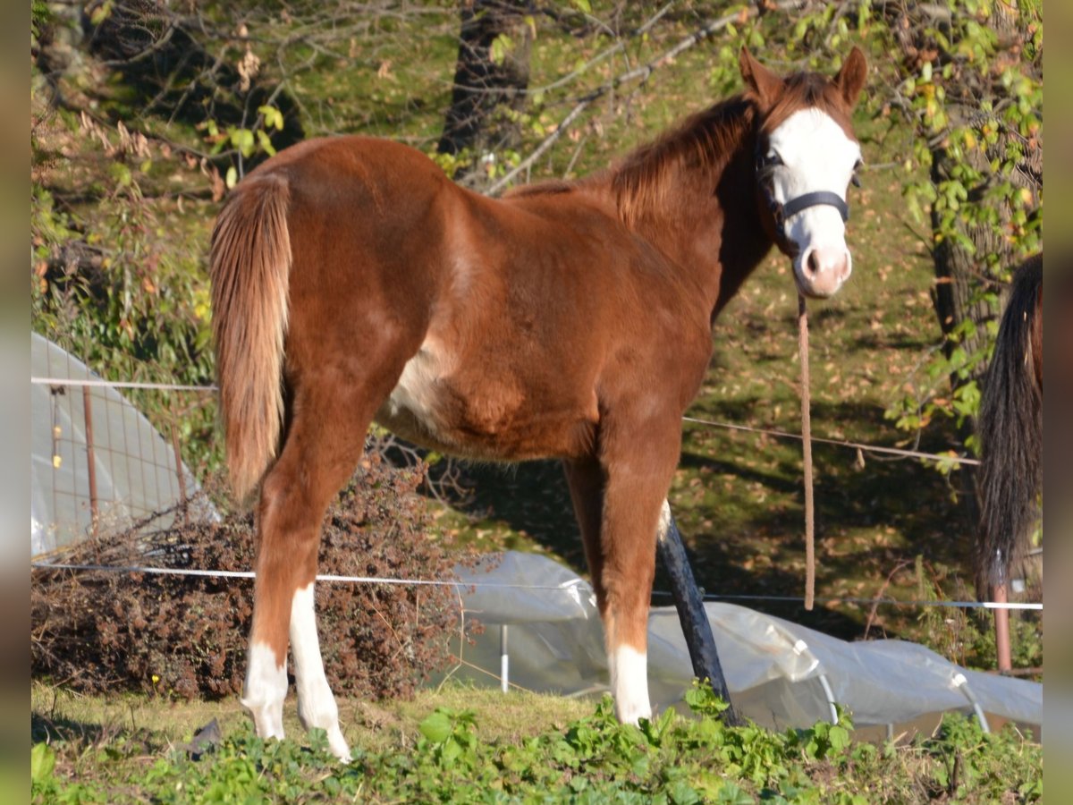 American Quarter Horse Stallone Puledri (05/2024) Sauro in Borgo Valsugana