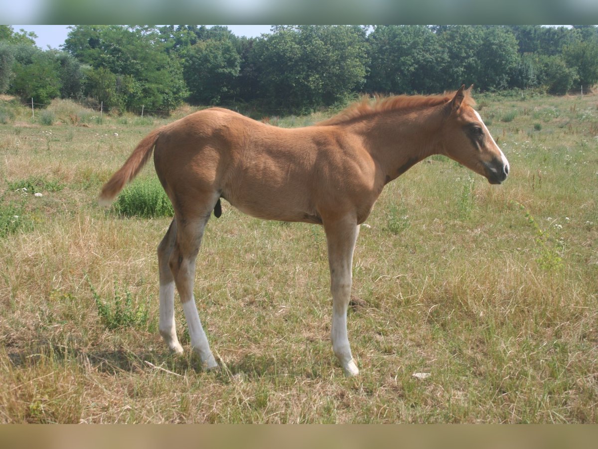American Quarter Horse Stallone Puledri (07/2025) Sauro in Sedena