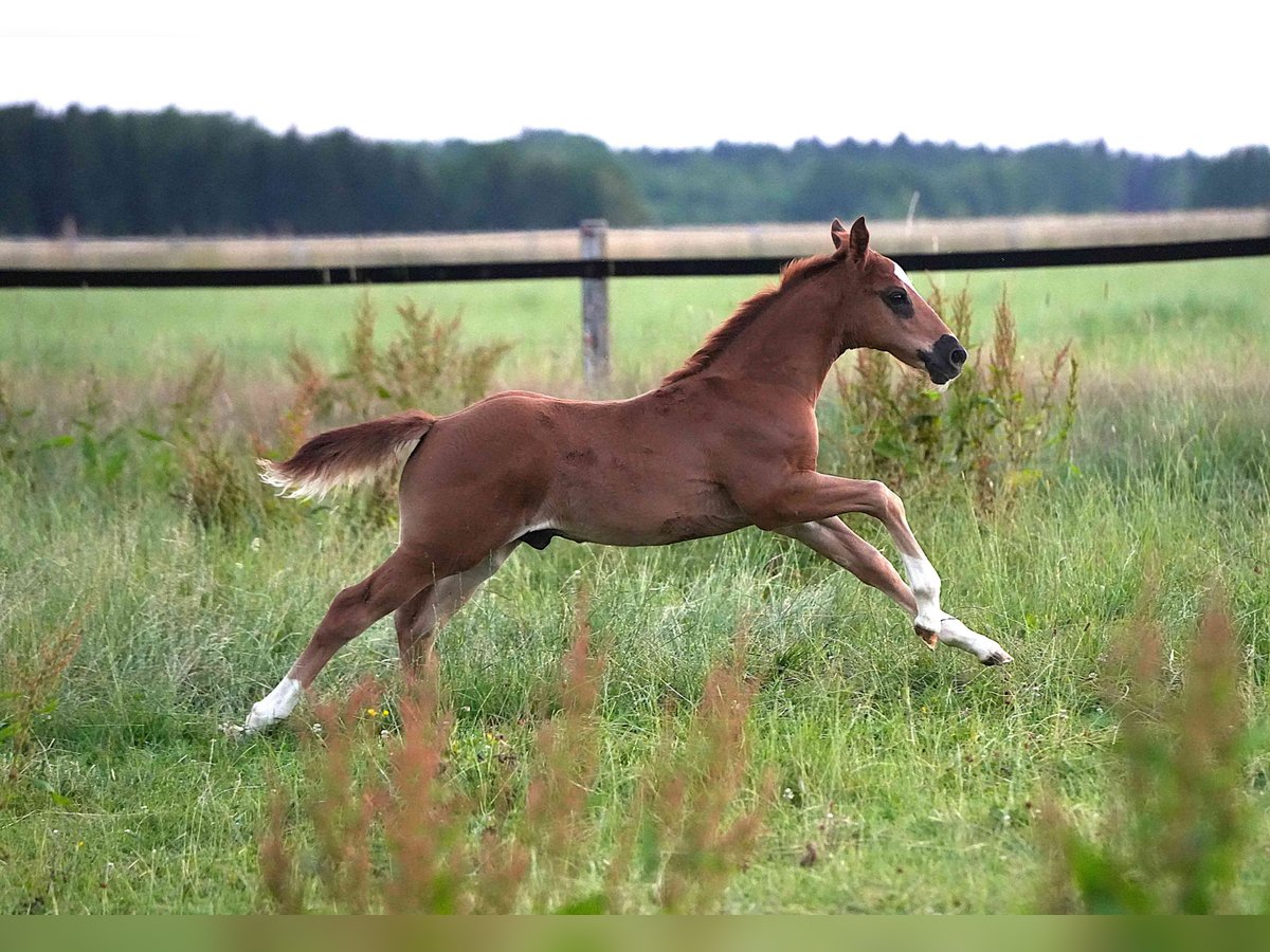 American Quarter Horse Stallone  Sauro scuro in Biberach an der Ri&#xDF;