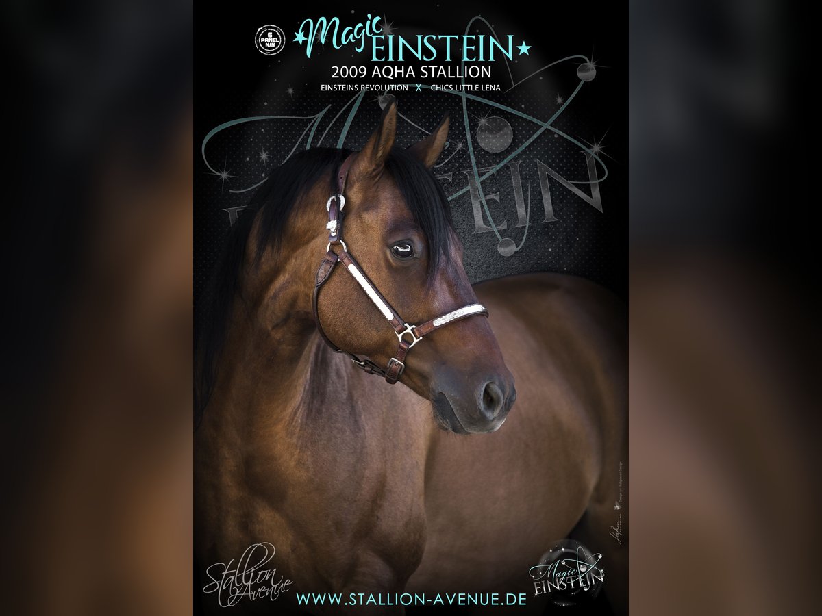 American Quarter Horse Stallone Red dun in Waldshut-Tiengen