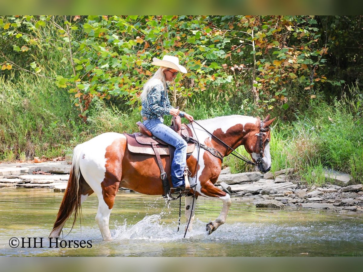 American Quarter Horse Stute 10 Jahre 137 cm Tobiano-alle-Farben in Stephenville TX