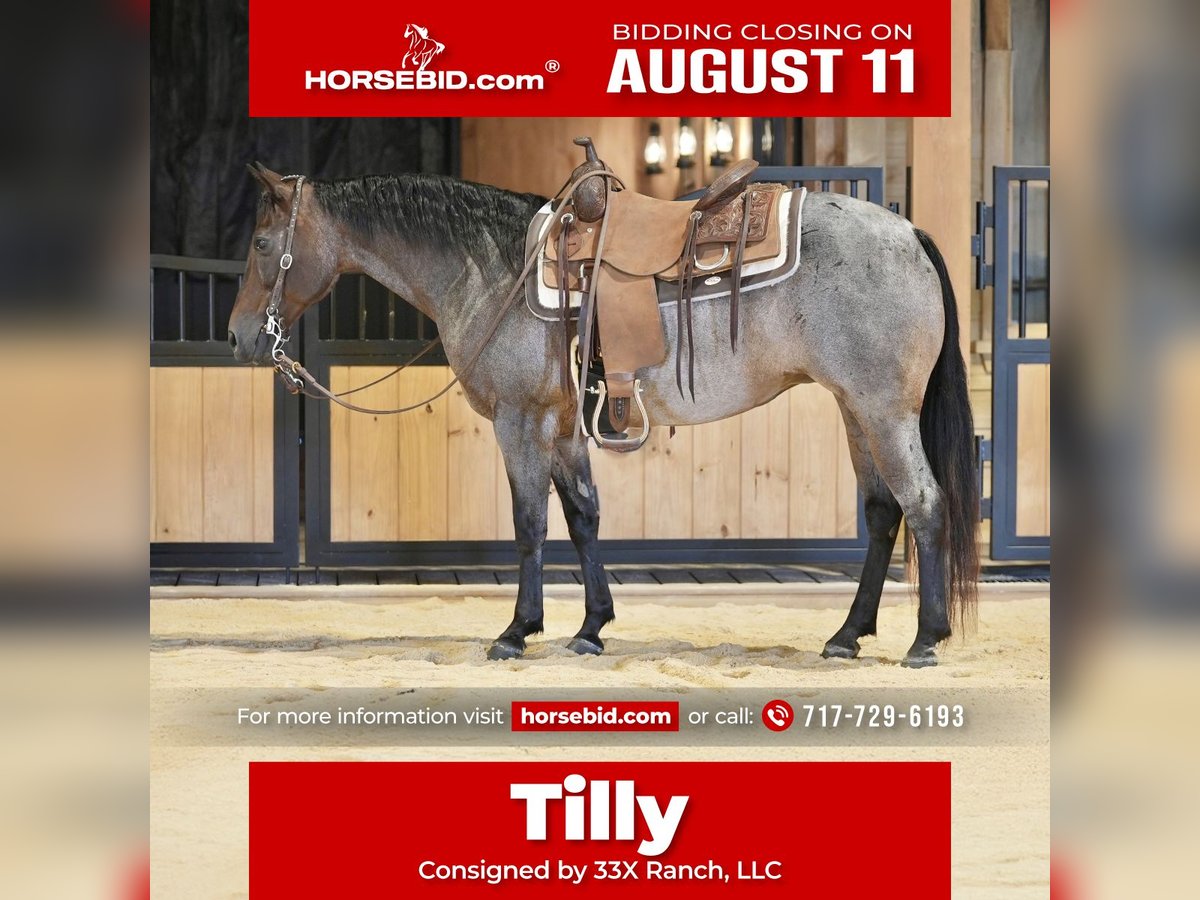 American Quarter Horse Stute 10 Jahre 140 cm Roan-Bay in Needmore
