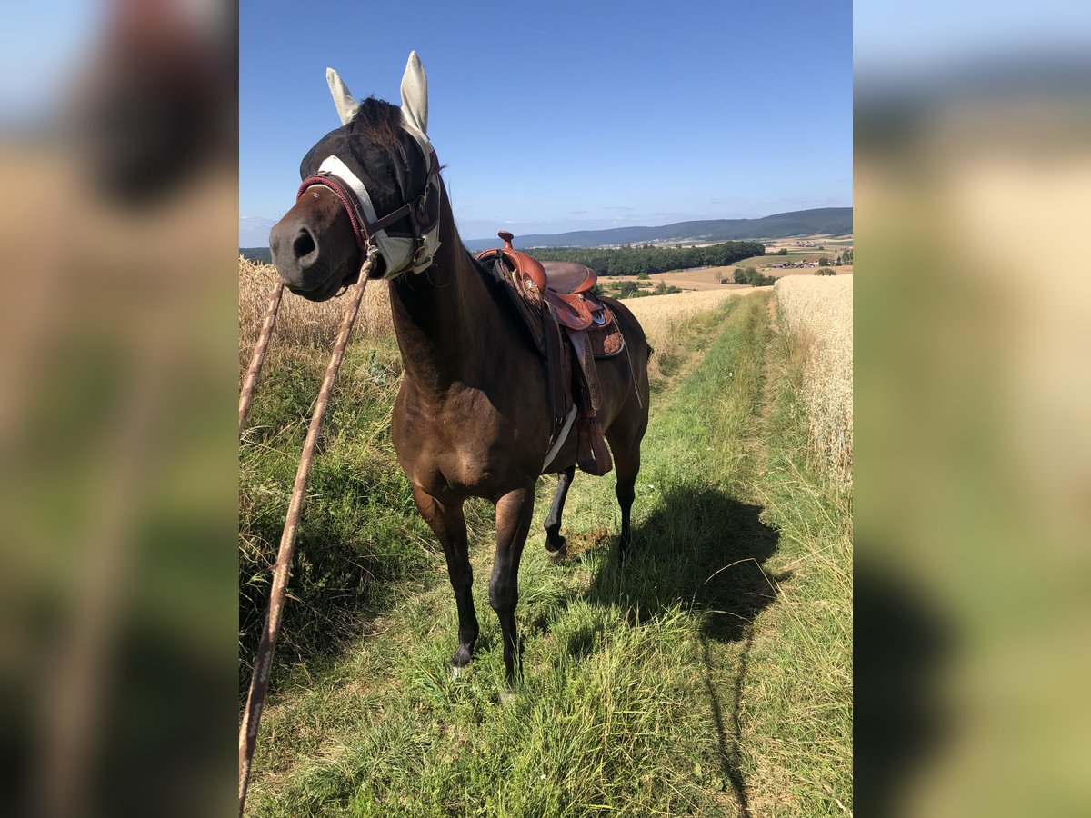 American Quarter Horse Stute 10 Jahre 149 cm Dunkelbrauner in Obernburg am Main