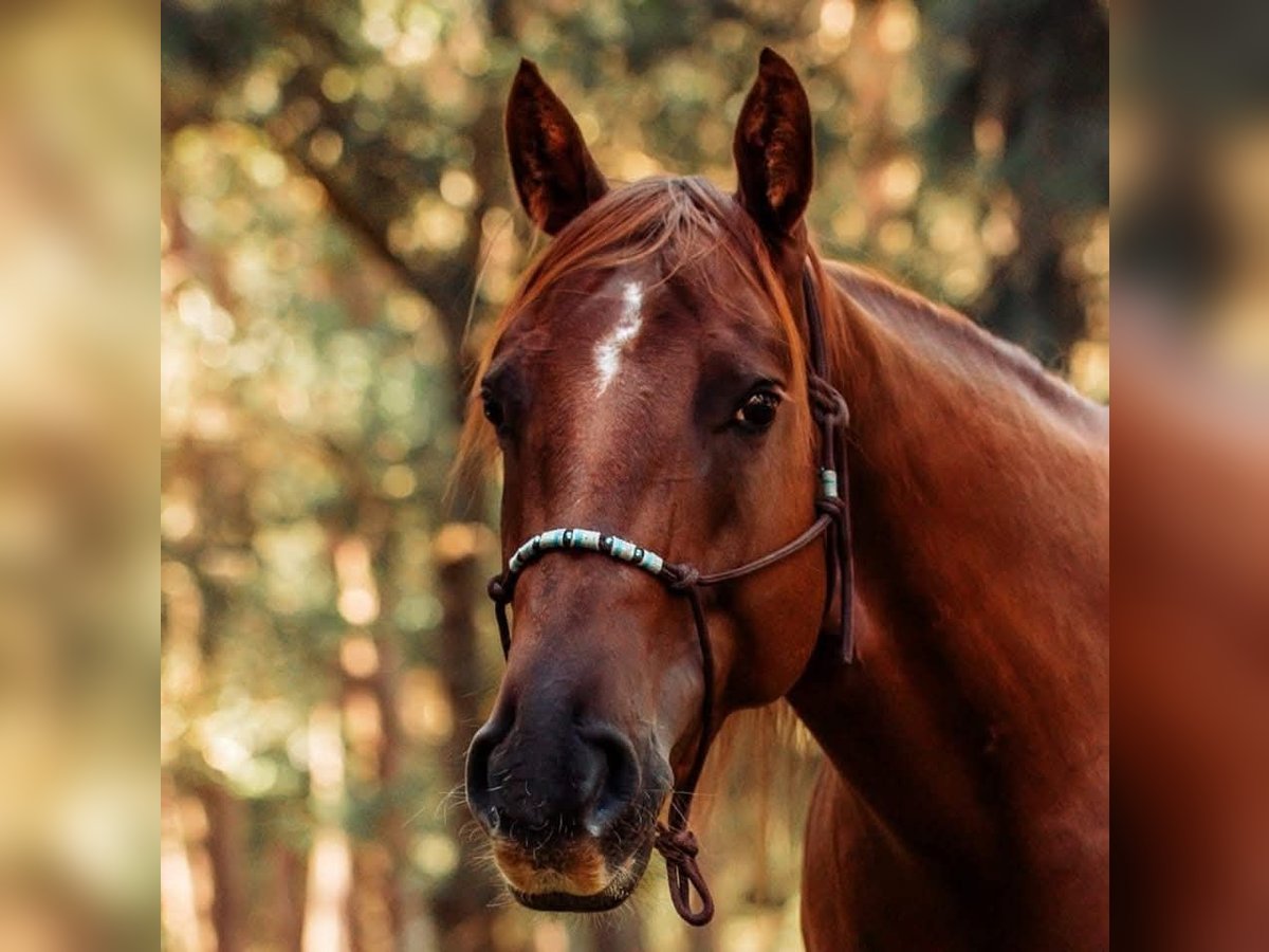 American Quarter Horse Stute 10 Jahre 149 cm Fuchs in L&#xFC;beck