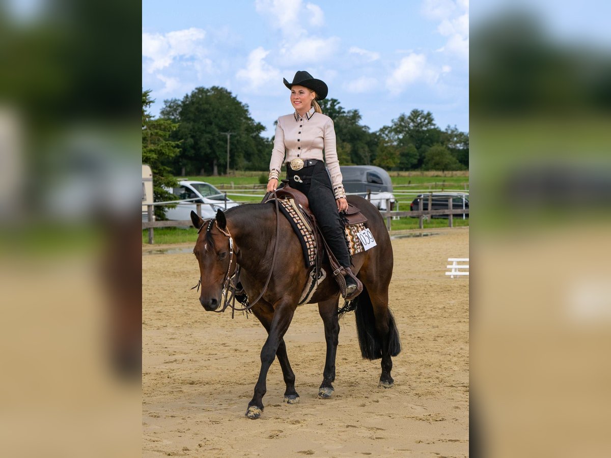 American Quarter Horse Stute 10 Jahre 150 cm Brauner in Oelde