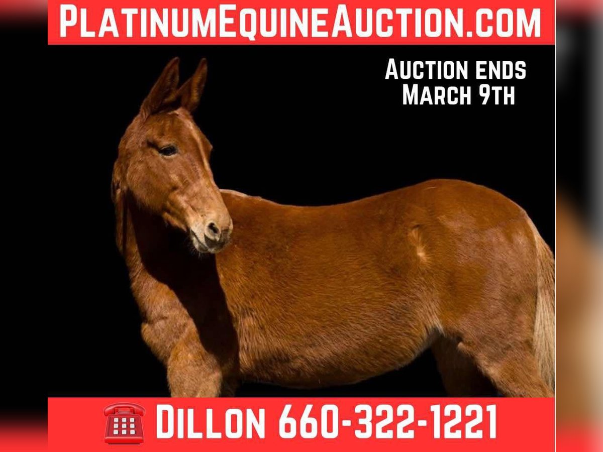 American Quarter Horse Stute 10 Jahre 150 cm Dunkelfuchs in Carrolton MO