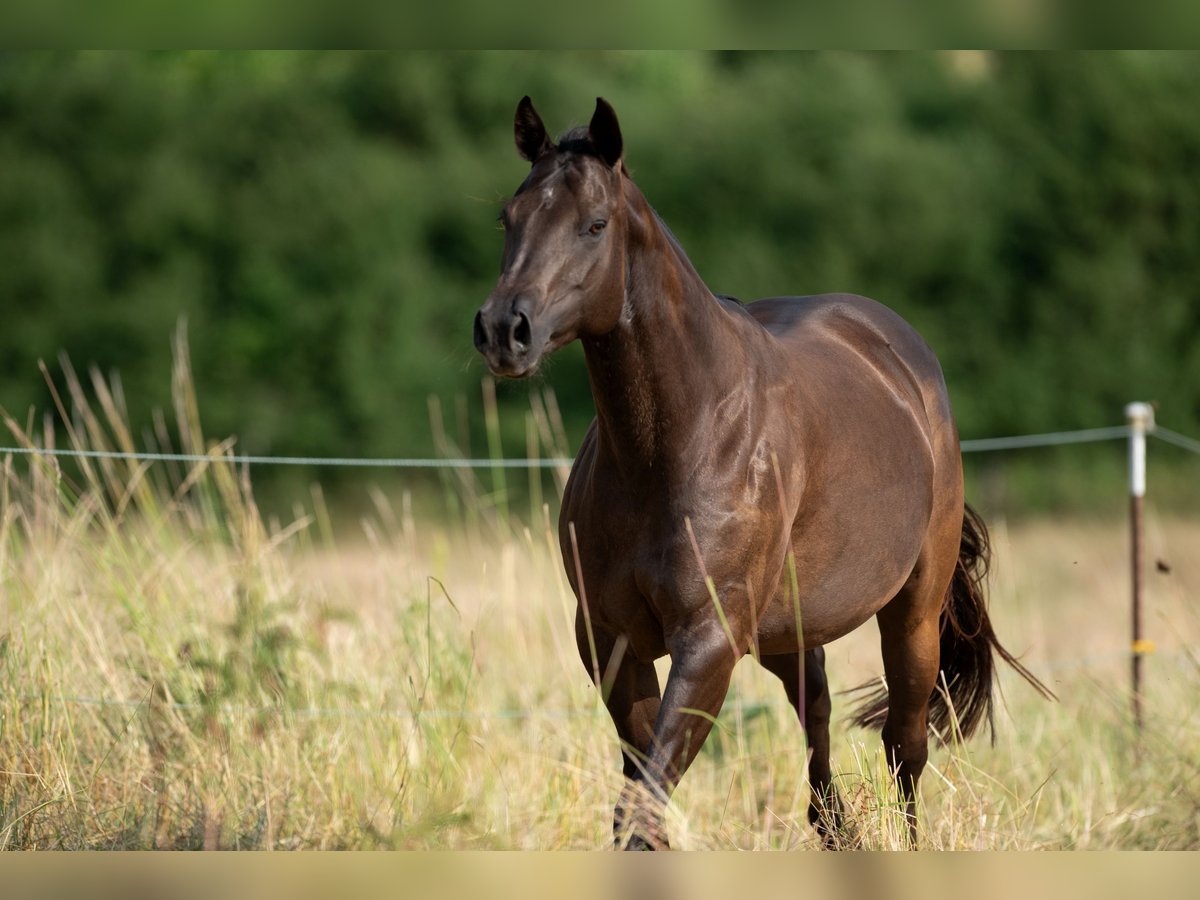 American Quarter Horse Stute 10 Jahre 151 cm Dunkelbrauner in Walsdorf