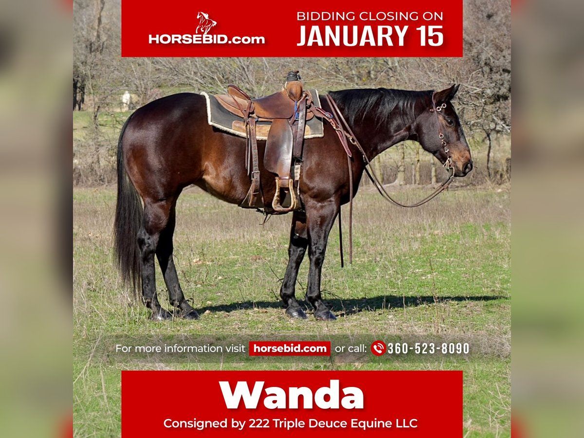 American Quarter Horse Stute 10 Jahre 152 cm Rappe in Weatherford, TX
