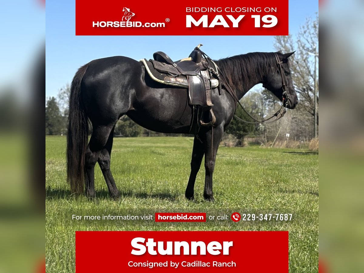 American Quarter Horse Stute 10 Jahre 155 cm Brauner in Dawson, GA