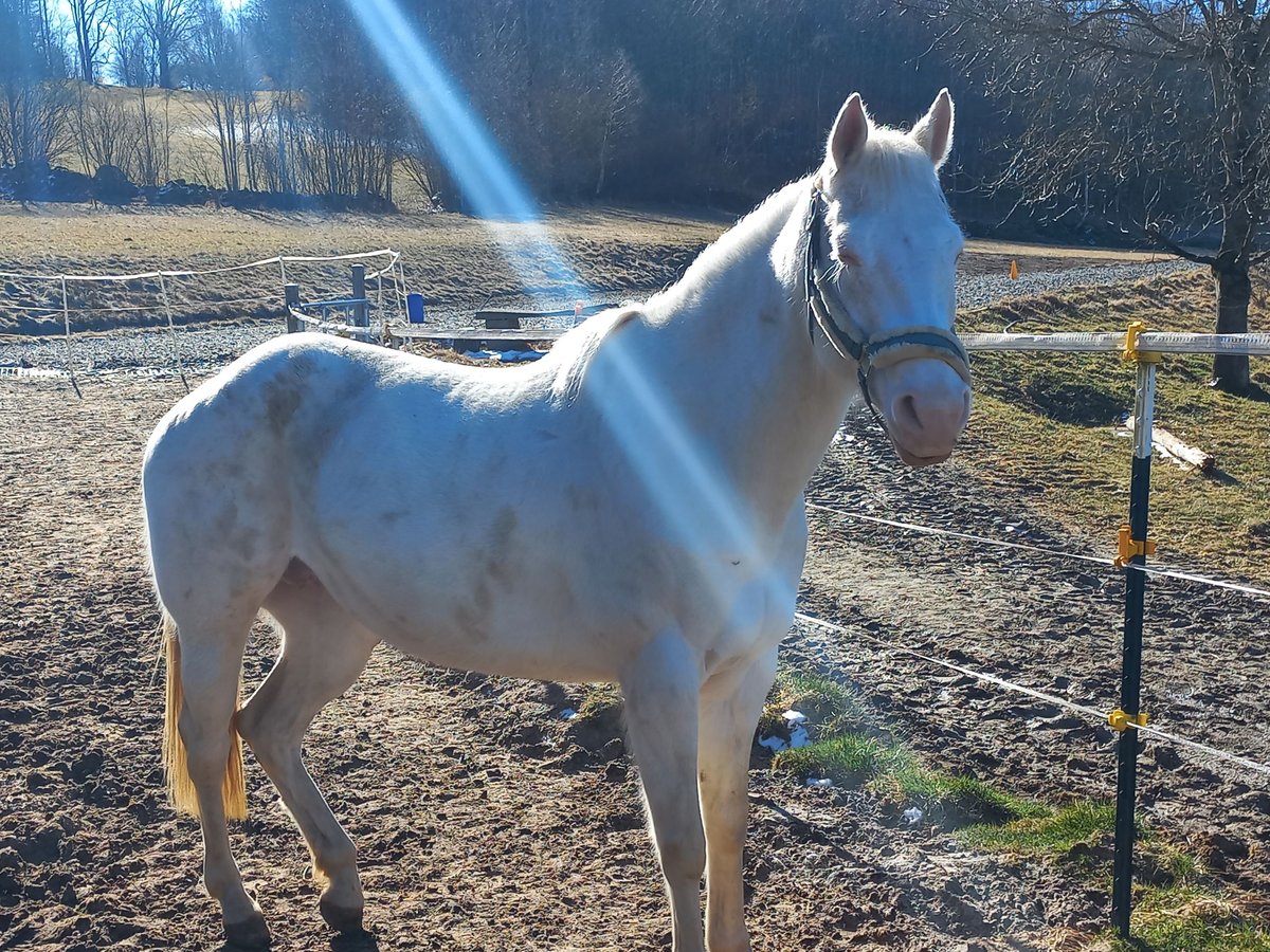 American Quarter Horse Stute 10 Jahre 155 cm Cremello in Windhaag