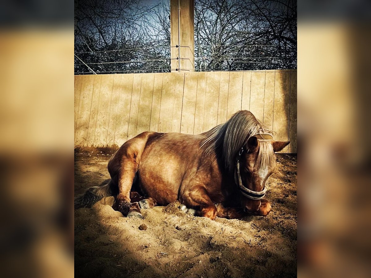 American Quarter Horse Stute 10 Jahre 160 cm Palomino in Rottenburg am Neckar
