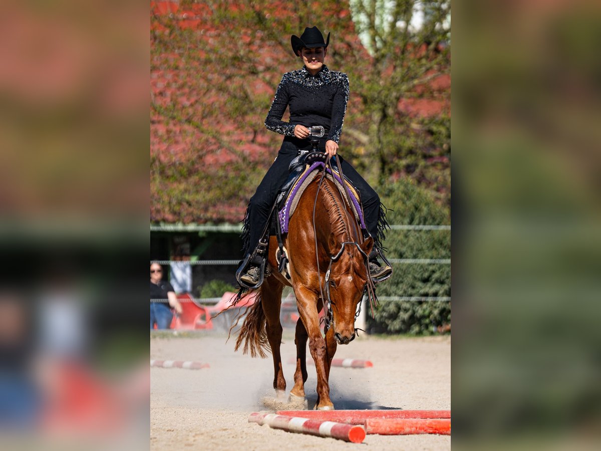 American Quarter Horse Stute 10 Jahre 161 cm Fuchs in Grenzach-Wyhlen