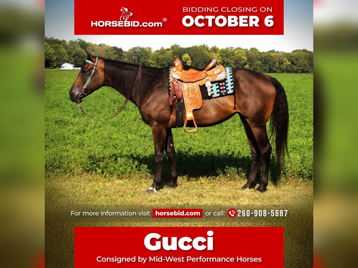 American Quarter Horse Stute 10 Jahre 170 cm Dunkelbrauner in Saint Joe