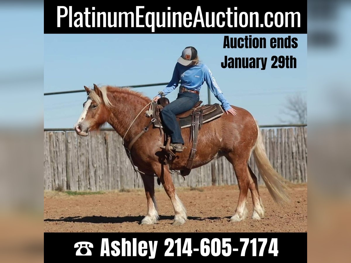 American Quarter Horse Stute 10 Jahre Rotfuchs in Weatherford TX