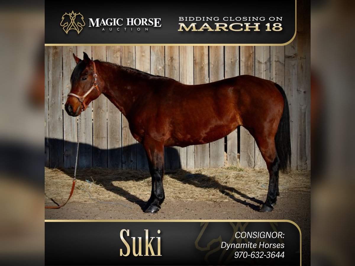 American Quarter Horse Stute 11 Jahre 142 cm Rotbrauner in Fort Collins