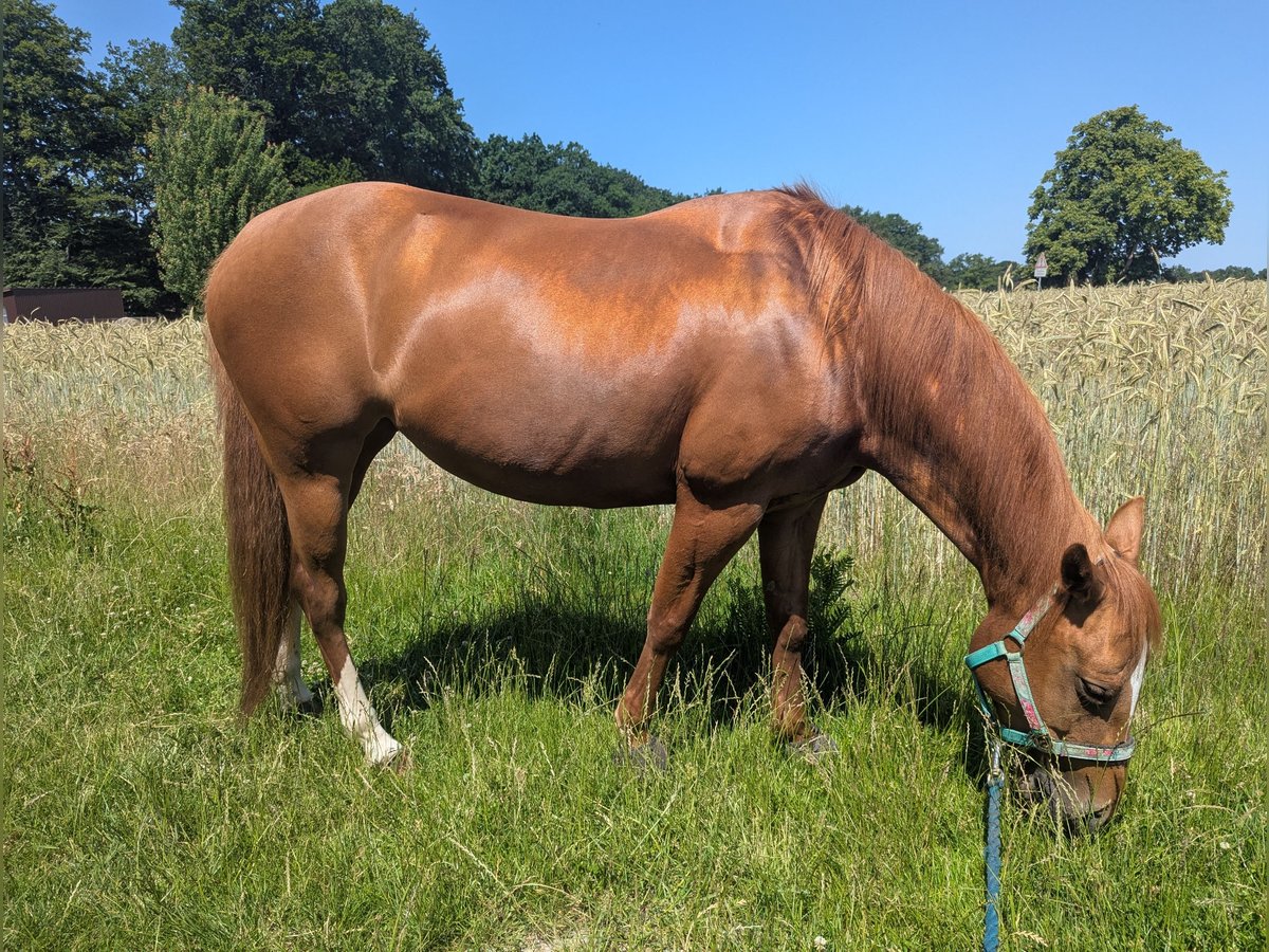 American Quarter Horse Stute 11 Jahre 145 cm Fuchs in Ganderkesee American Quarter Horse Stute 11 Jahre 145 cm Fuchs in Ganderkesee