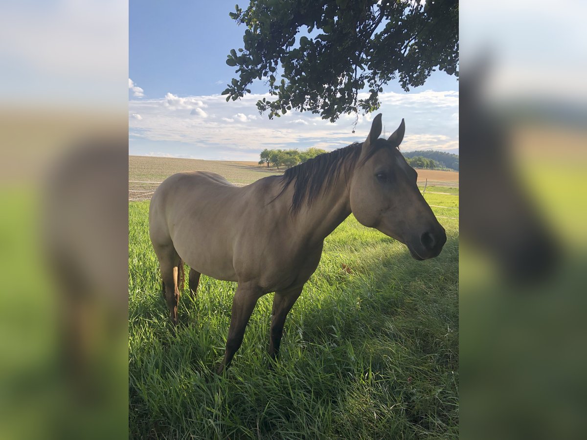 American Quarter Horse Stute 11 Jahre 149 cm Buckskin in Steinfeld