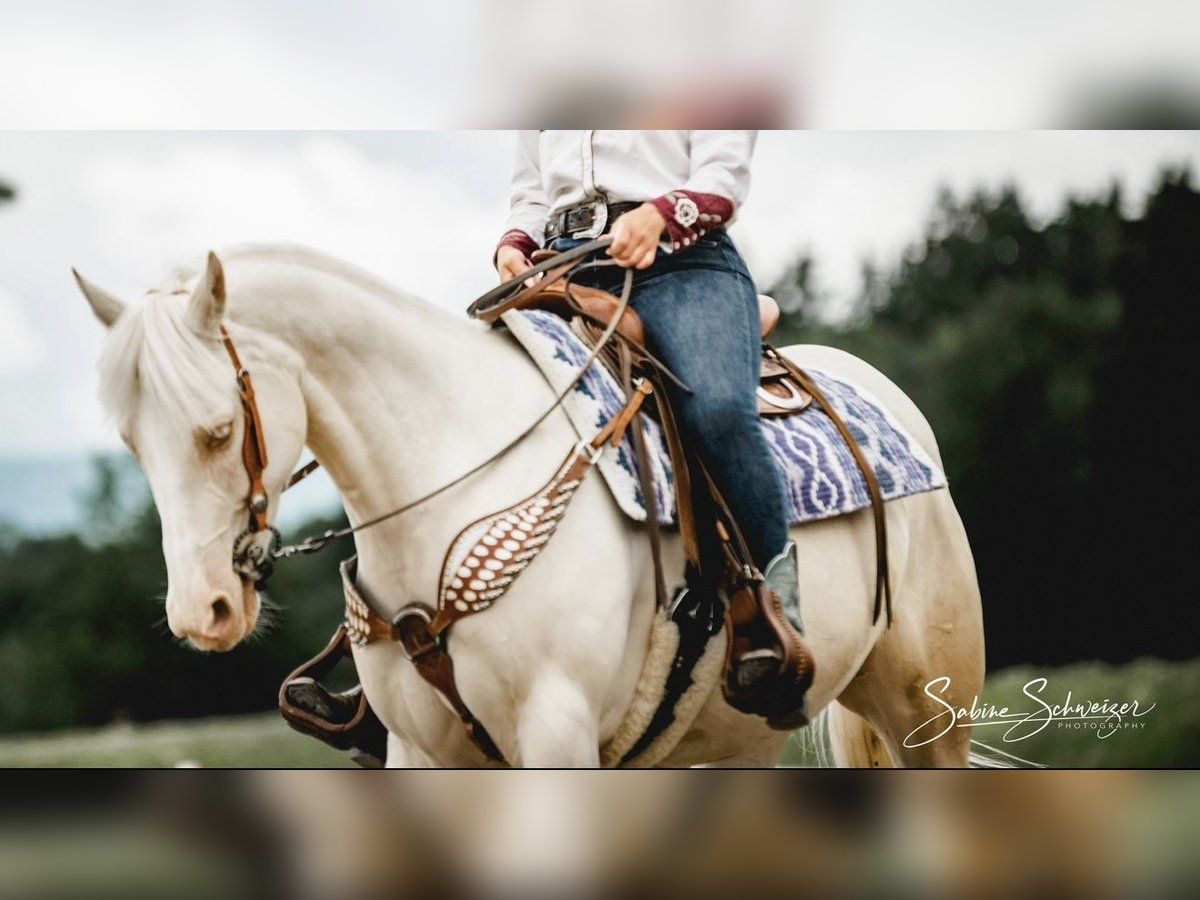 American Quarter Horse Stute 11 Jahre 150 cm Cremello in Buchenberg