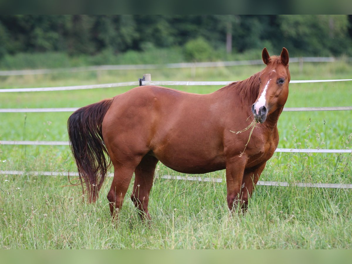 American Quarter Horse Stute 11 Jahre 150 cm Fuchs in Waldshut-Tiengen