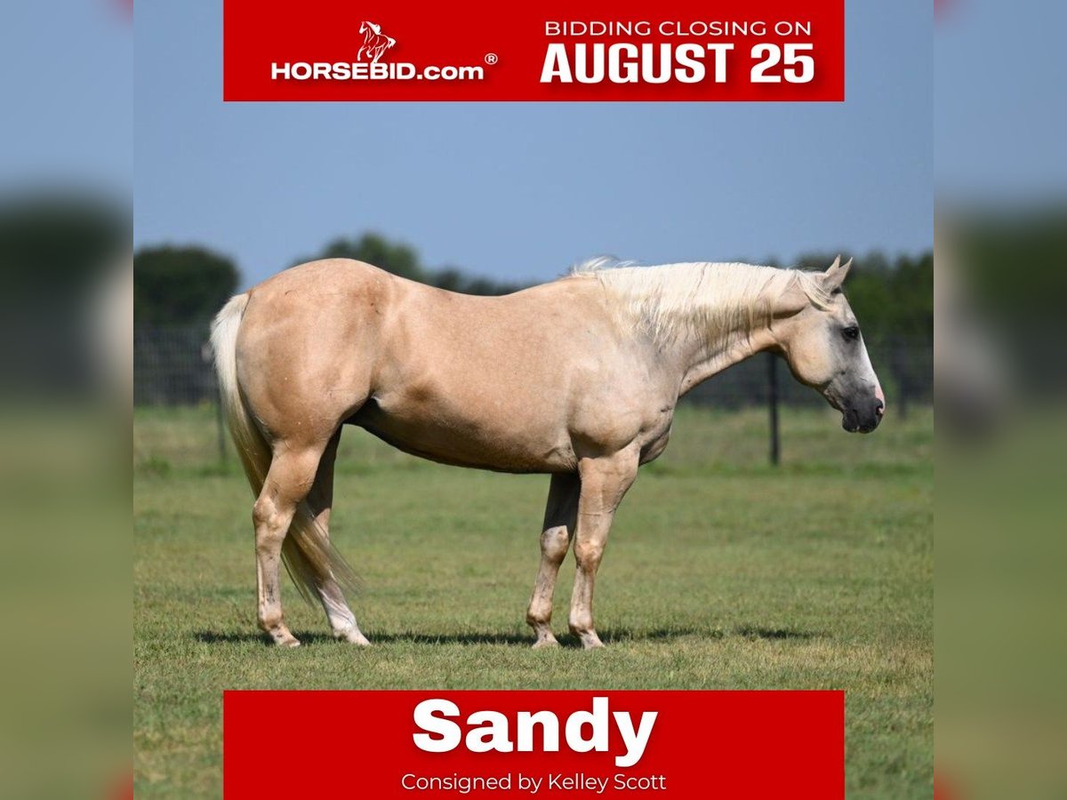 American Quarter Horse Stute 11 Jahre 150 cm Palomino in Carrollton