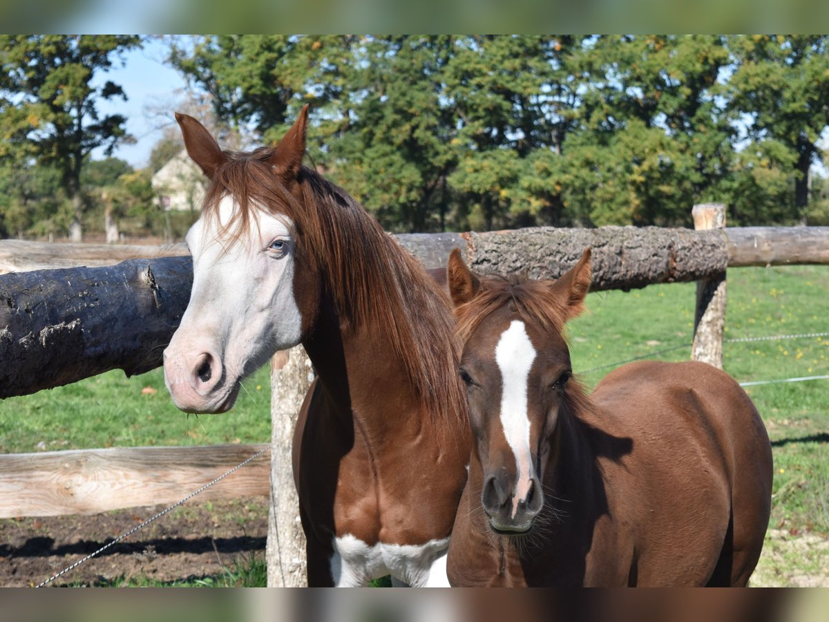 American Quarter Horse Stute 11 Jahre 151 cm Rotfuchs in Châteauneuf-sur-Cher American Quarter Horse Stute 11 Jahre 151 cm Rotfuchs in Châteauneuf-sur-Cher