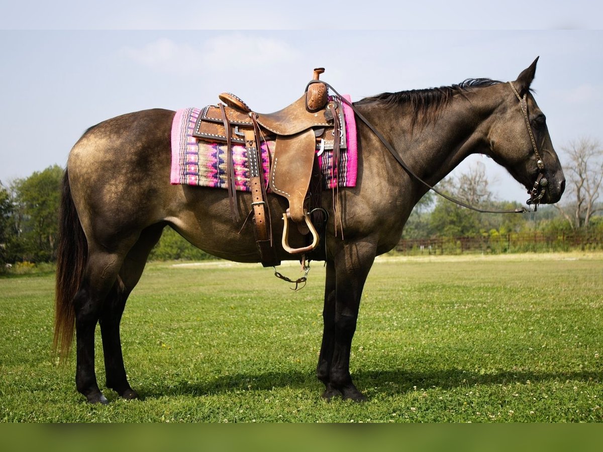 American Quarter Horse Stute 11 Jahre 152 cm Buckskin in Battle Creek