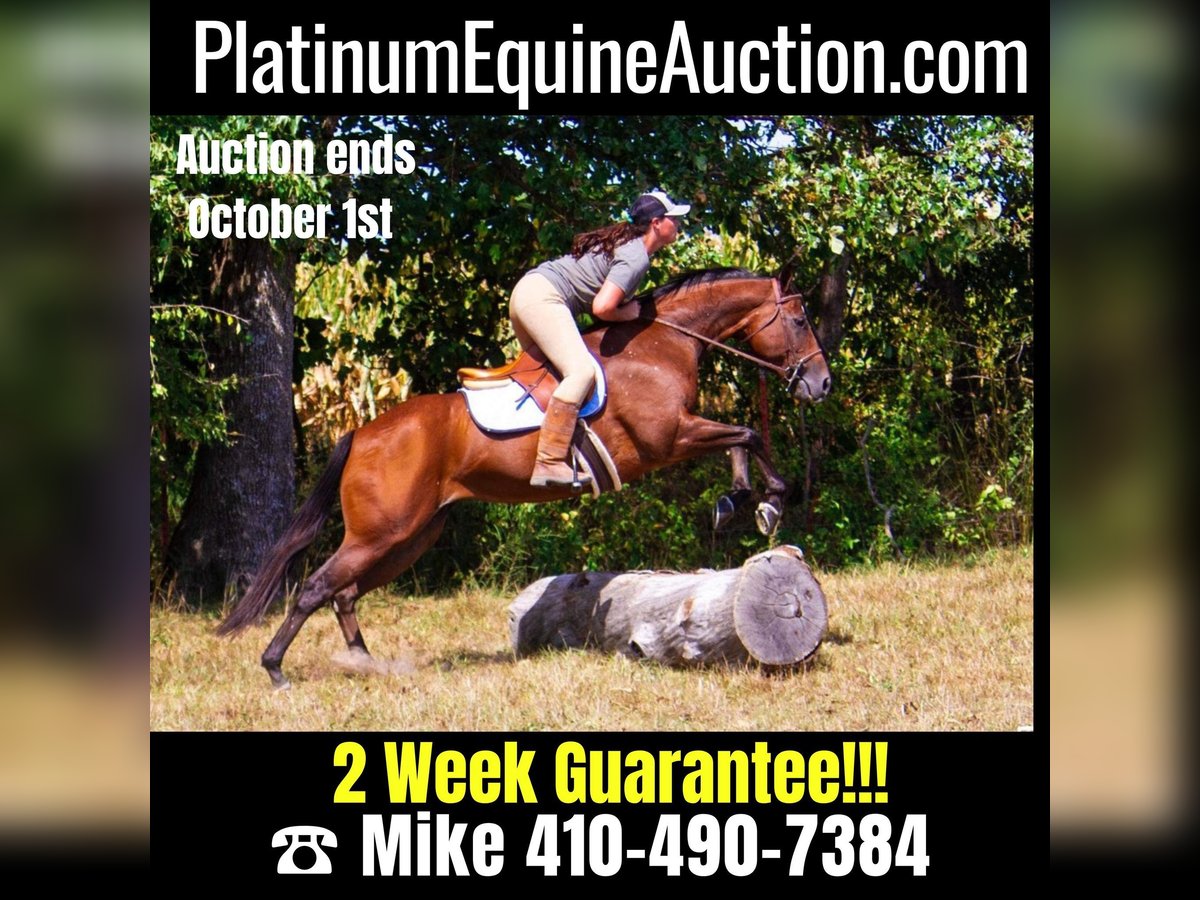 American Quarter Horse Stute 11 Jahre 152 cm Rotbrauner in Mountain Grove, MO