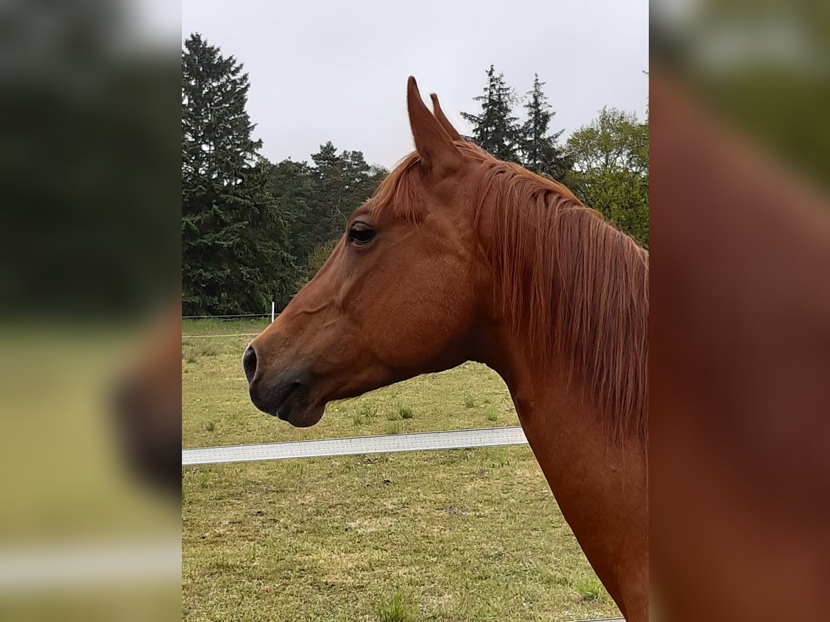 American Quarter Horse Stute 11 Jahre 156 cm Fuchs in Sibbesse