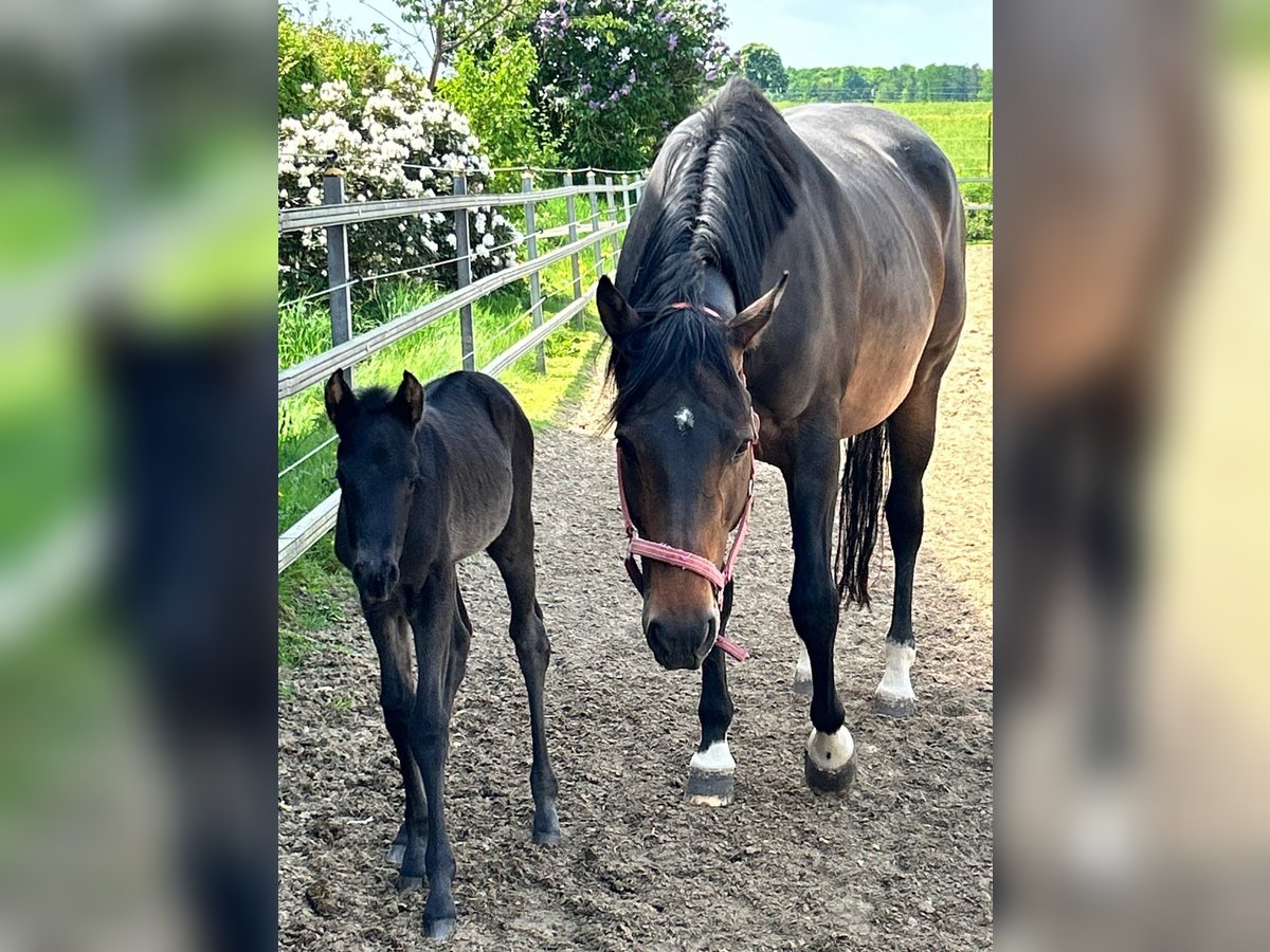 American Quarter Horse Stute 11 Jahre 160 cm Brauner in Melle