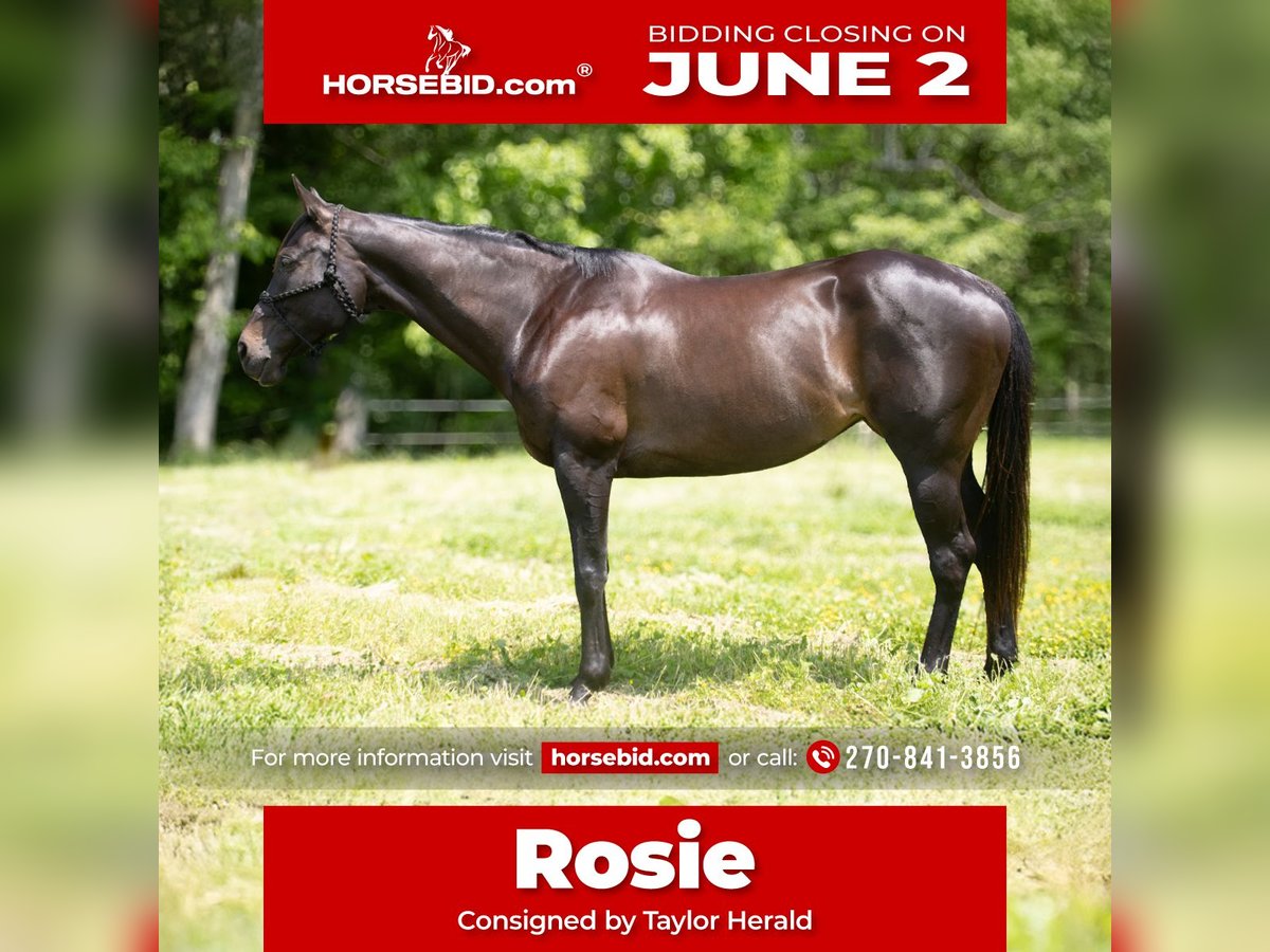 American Quarter Horse Stute 11 Jahre 163 cm Brauner in Henderson, KY