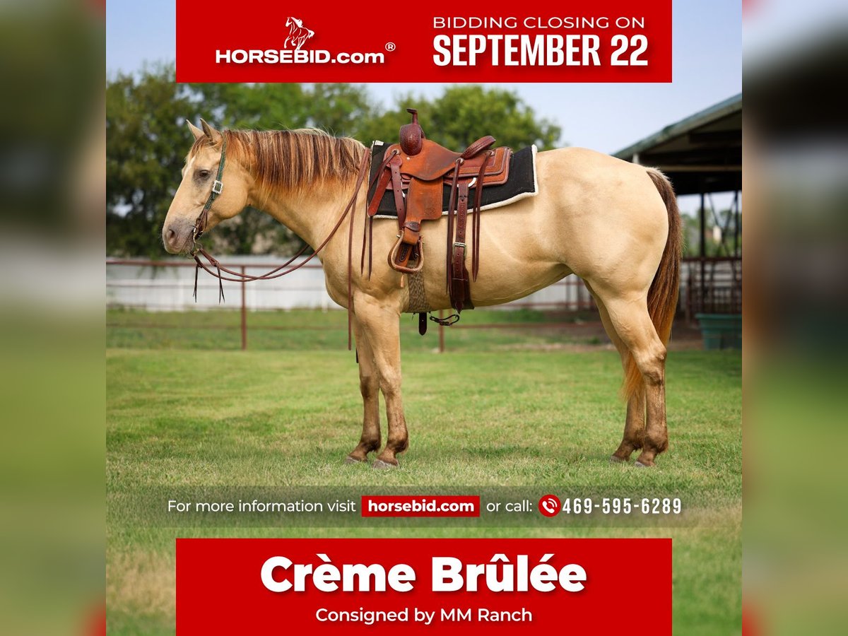 American Quarter Horse Stute 11 Jahre 163 cm Champagne in Forney