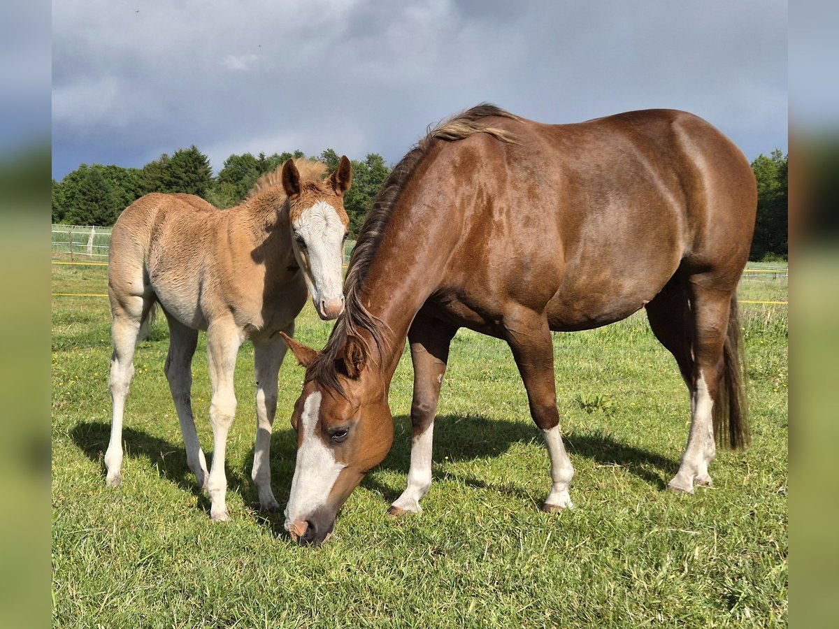 American Quarter Horse Stute 12 Jahre 143 cm Dunkelfuchs in Harpstedt