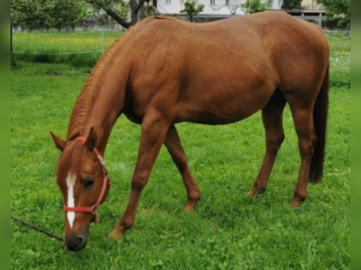 American Quarter Horse Stute 12 Jahre 145 cm Fuchs in Pressath