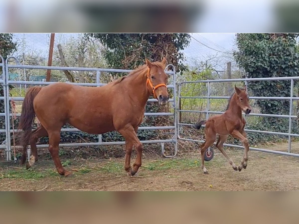 American Quarter Horse Stute 12 Jahre 147 cm Fuchs in Altdorf